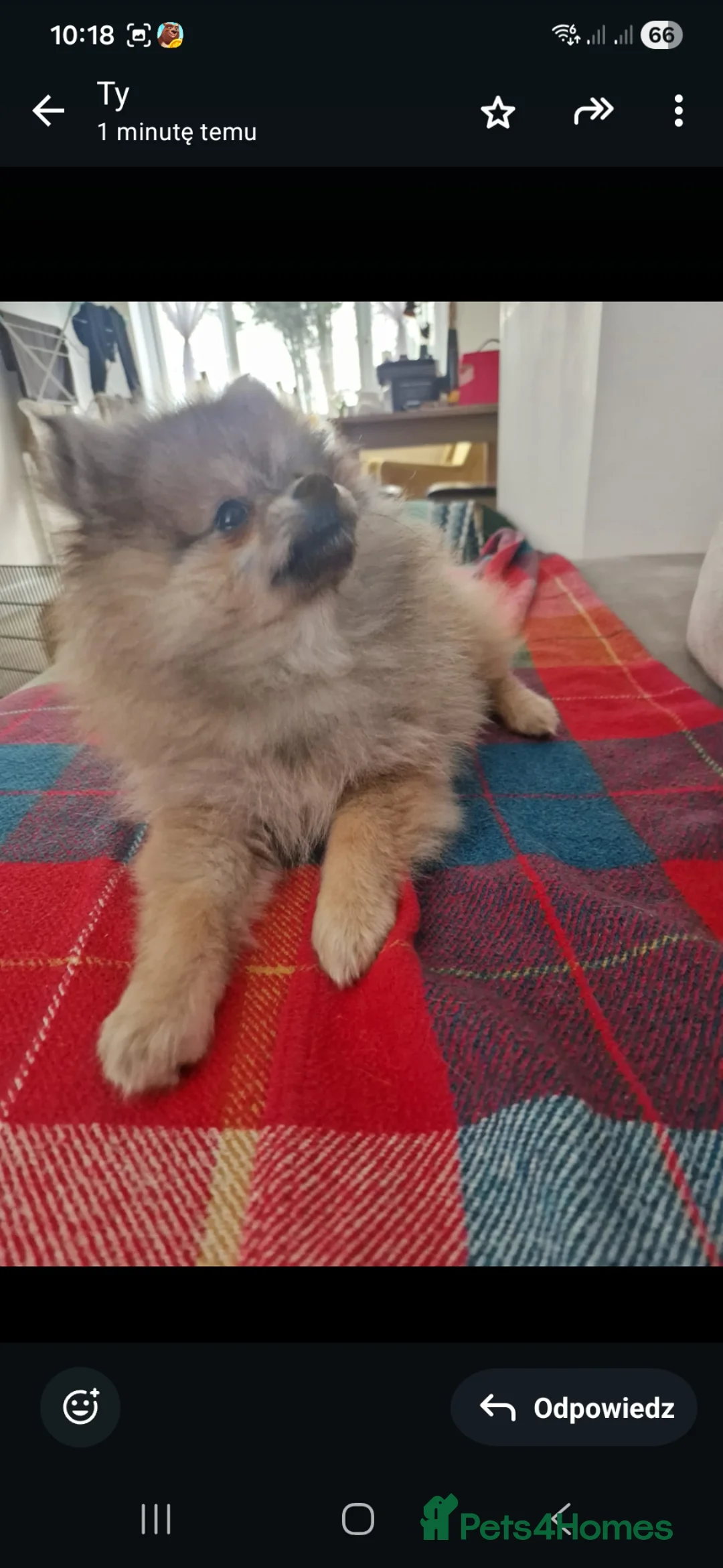 Pomeranian dogs for sale: Small Beautiful Pomeranian Puppies Ready Now  - Advert 2