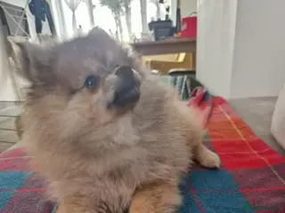 Pomeranian dogs Small Beautiful Pomeranian Puppies Ready Now - Advert 6