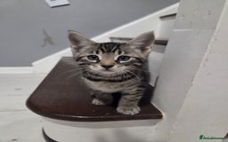 Mixed Breed cats for sale: Gorgeous mixed breed kittens for sale  - Image 11