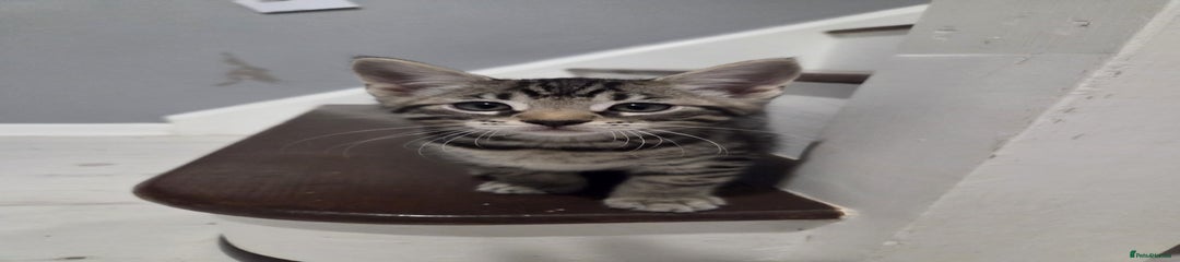 Mixed Breed Kitten 6