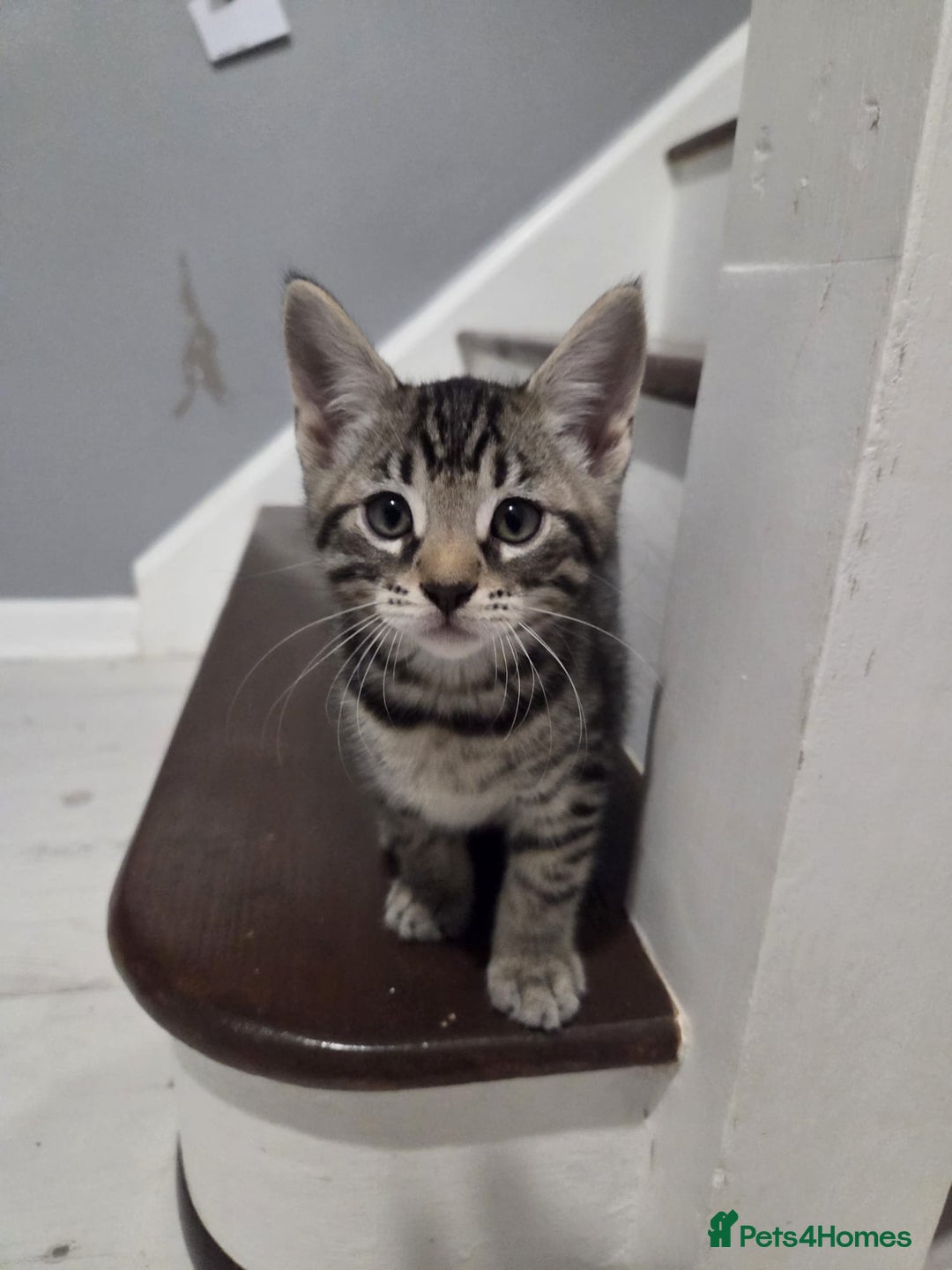 Mixed Breed cats for sale: Gorgeous mixed breed kittens for sale  - Image 11