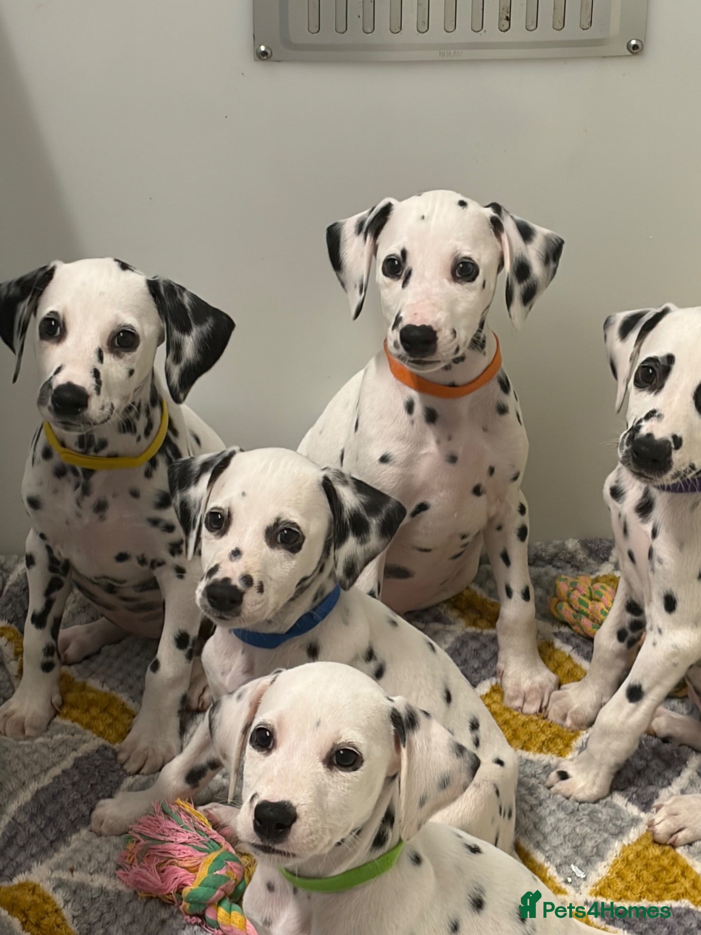 Dalmatian dogs Dalmatian puppies - Advert 2