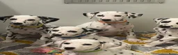 Dalmatian dogs for sale: Dalmatian puppies - Advert 1