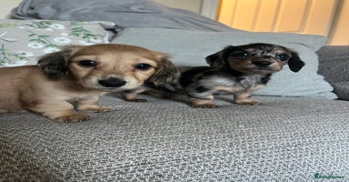 Miniature Dachshund dogs - Advert 8