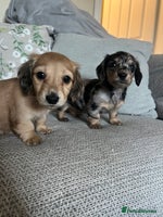 Miniature Dachshund dogs - Advert 8