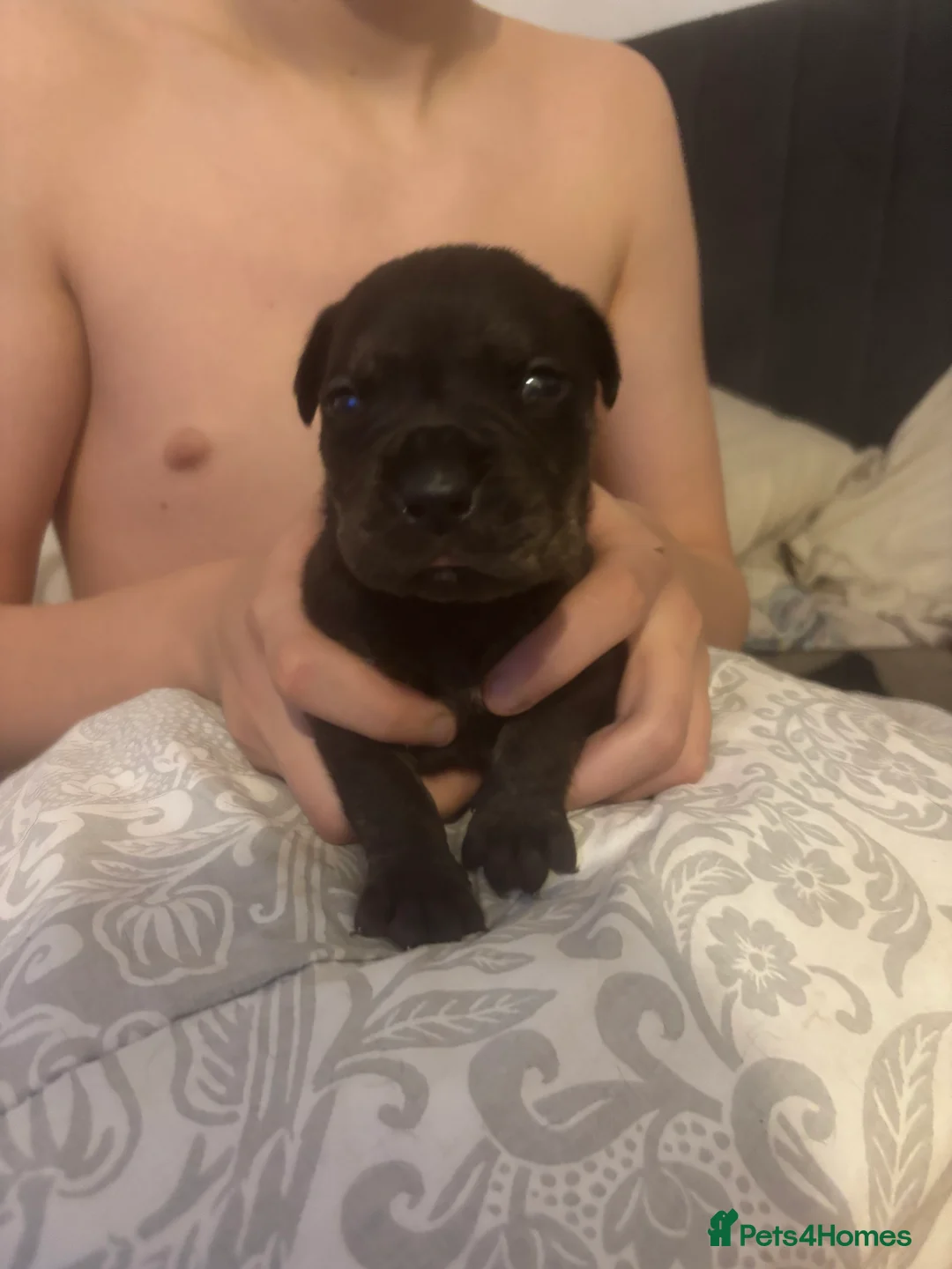 Cane Corso dogs for sale: 7 beautiful cane corso puppies  - Advert 13