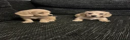 Miniature Dachshund dogs for sale: Cream long haired mini dachshund puppies - Advert 4
