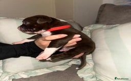 Mixed Breed dogs for sale: Olde English Bulldogge/Staffy bull Collie mix - Image 26