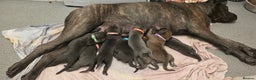 Cane Corso dogs for sale: 1 female left *PRICE REDUCED READY TO LEAVE* - Advert 3