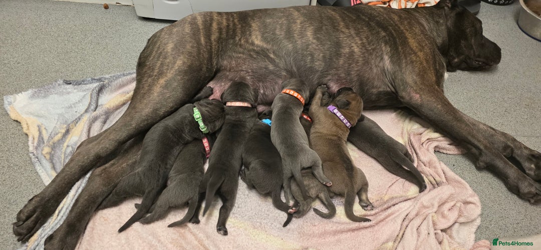 Cane Corso dogs for sale: 1 female left *PRICE REDUCED READY TO LEAVE* - Advert 3