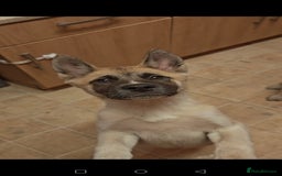 Akita dogs for sale: Akita puppy's ready now - Image 3