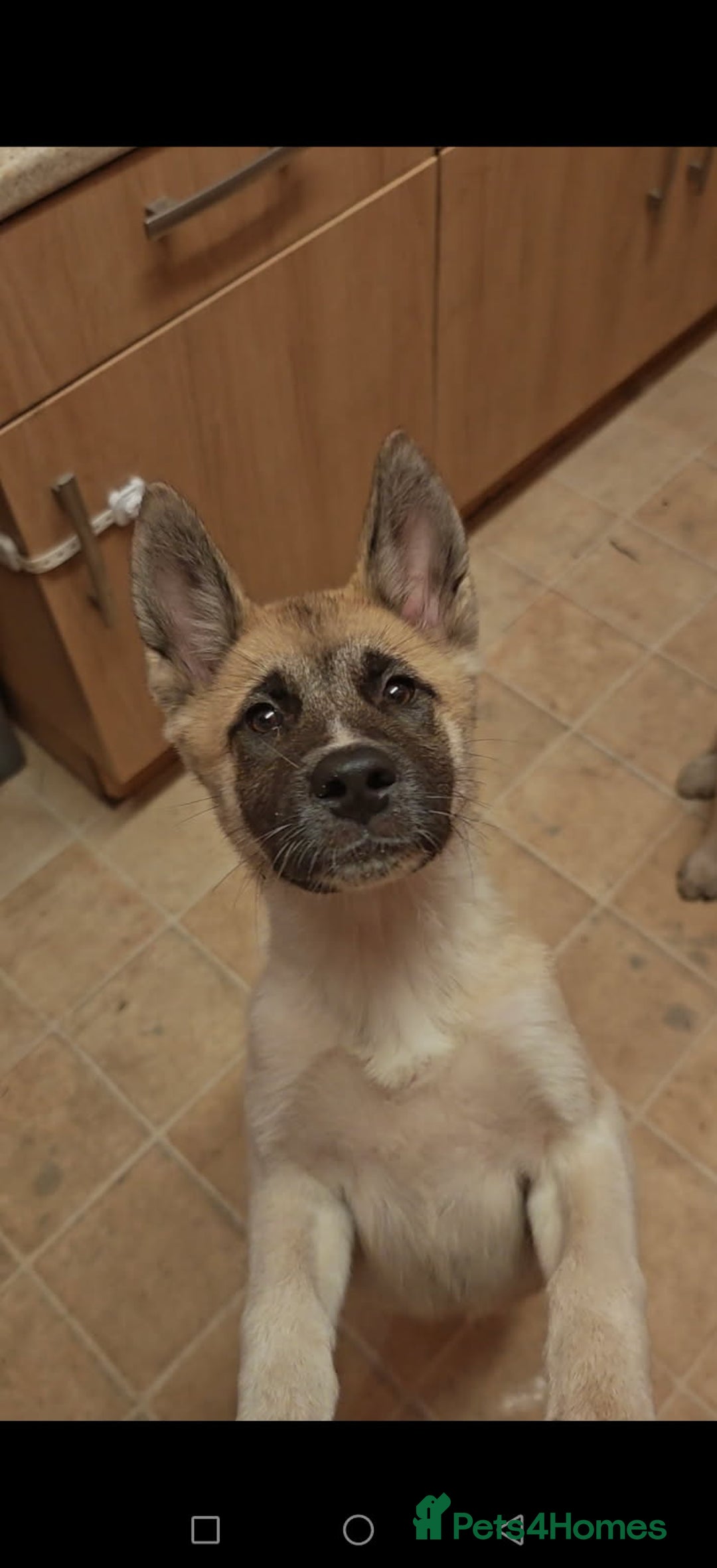 Akita dogs for sale: Akita puppy's ready now - Image 3