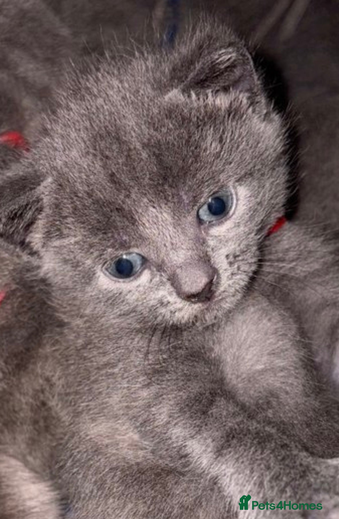 Russian Blue cats for sale: Blue Russian kittens - Advert 24
