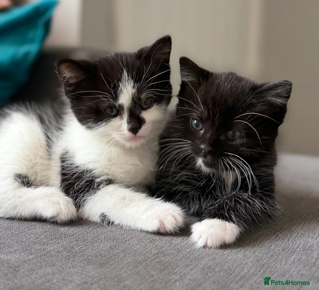 British Shorthair cats for sale: Cute kittens for sale - Advert 2