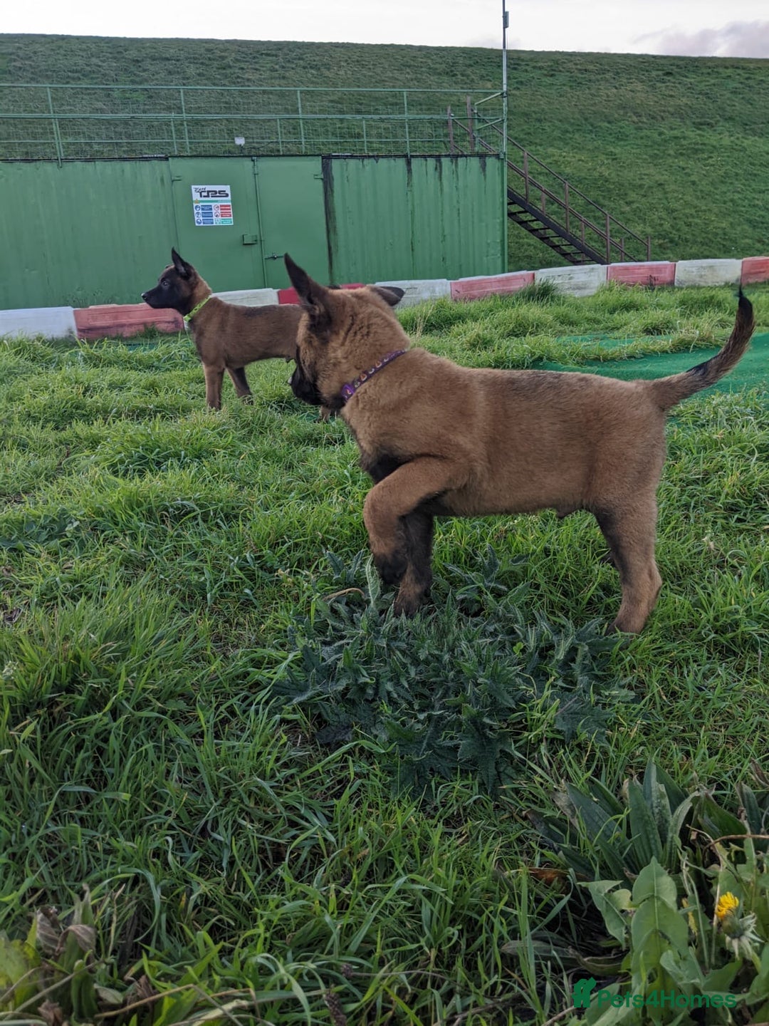 Belgian Shepherd Dog dogs for sale: Belgian Malinois - Advert 18