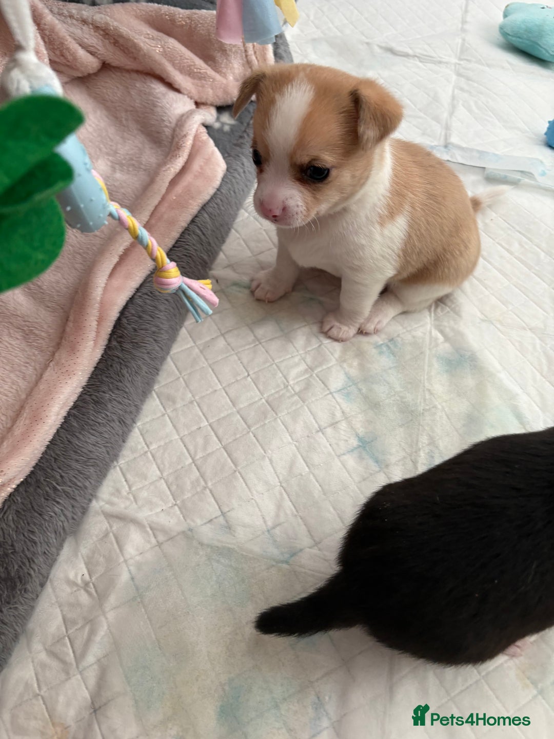 Chihuahua dogs for sale: Puppy’s  - Advert 8