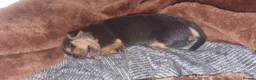 Jack Russell dogs for sale: Jack Russel Terrier in York - Advert 16
