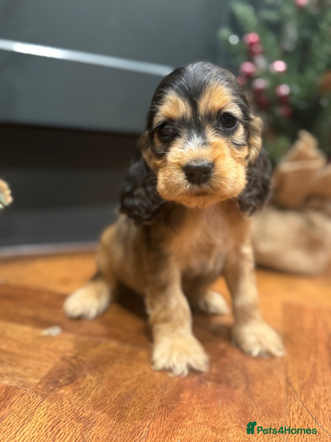 Cocker Spaniel dogs for sale: Gorgeous KC Show Cocker Spaniel Puppies - Advert 17