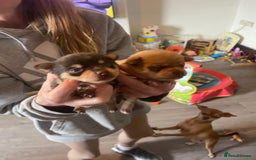 Chihuahua dogs for sale: 3 beatiful Chiuawa  - Image 2