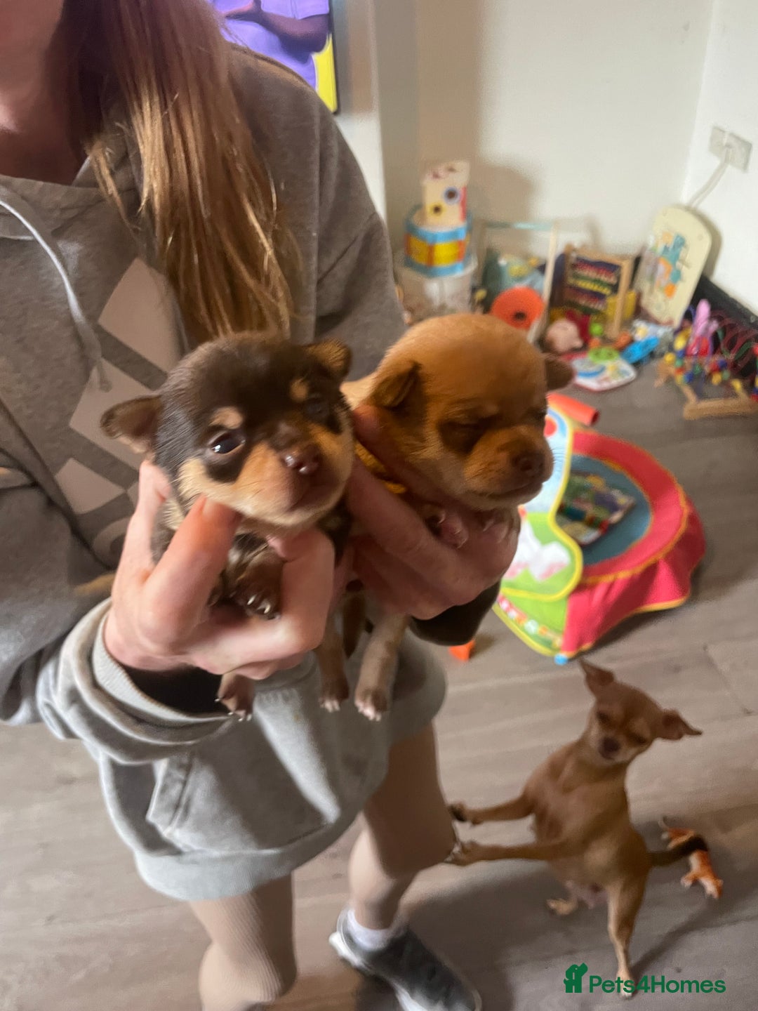 Chihuahua dogs for sale: 3 beatiful Chiuawa  - Image 2