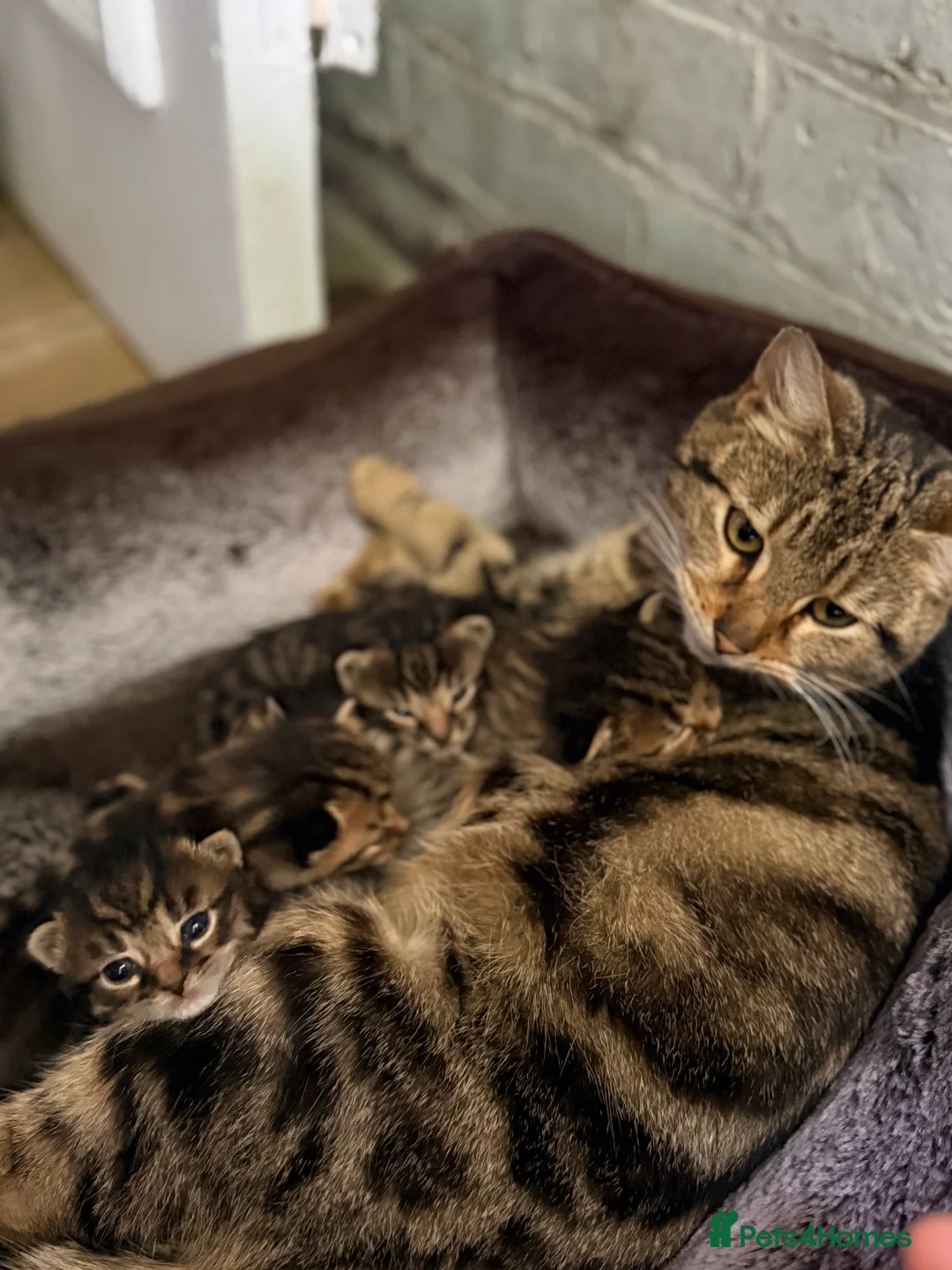 Mixed Breed cats for sale: 🐱 2 Beautiful Kittens Looking for Homes 🏡 in West Bromwich - Advert 2