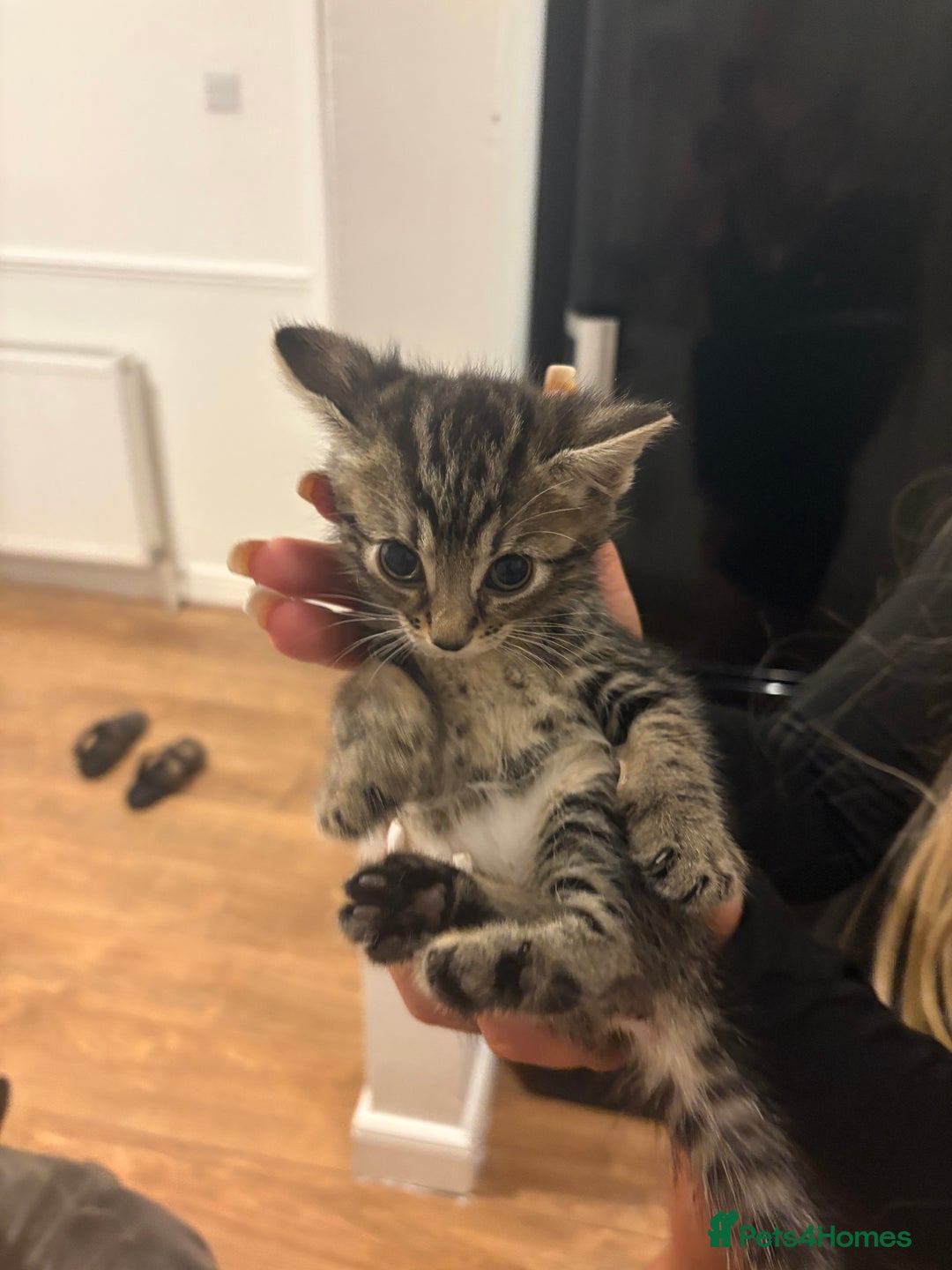 Bengal cats for sale: Kittens - Image 5