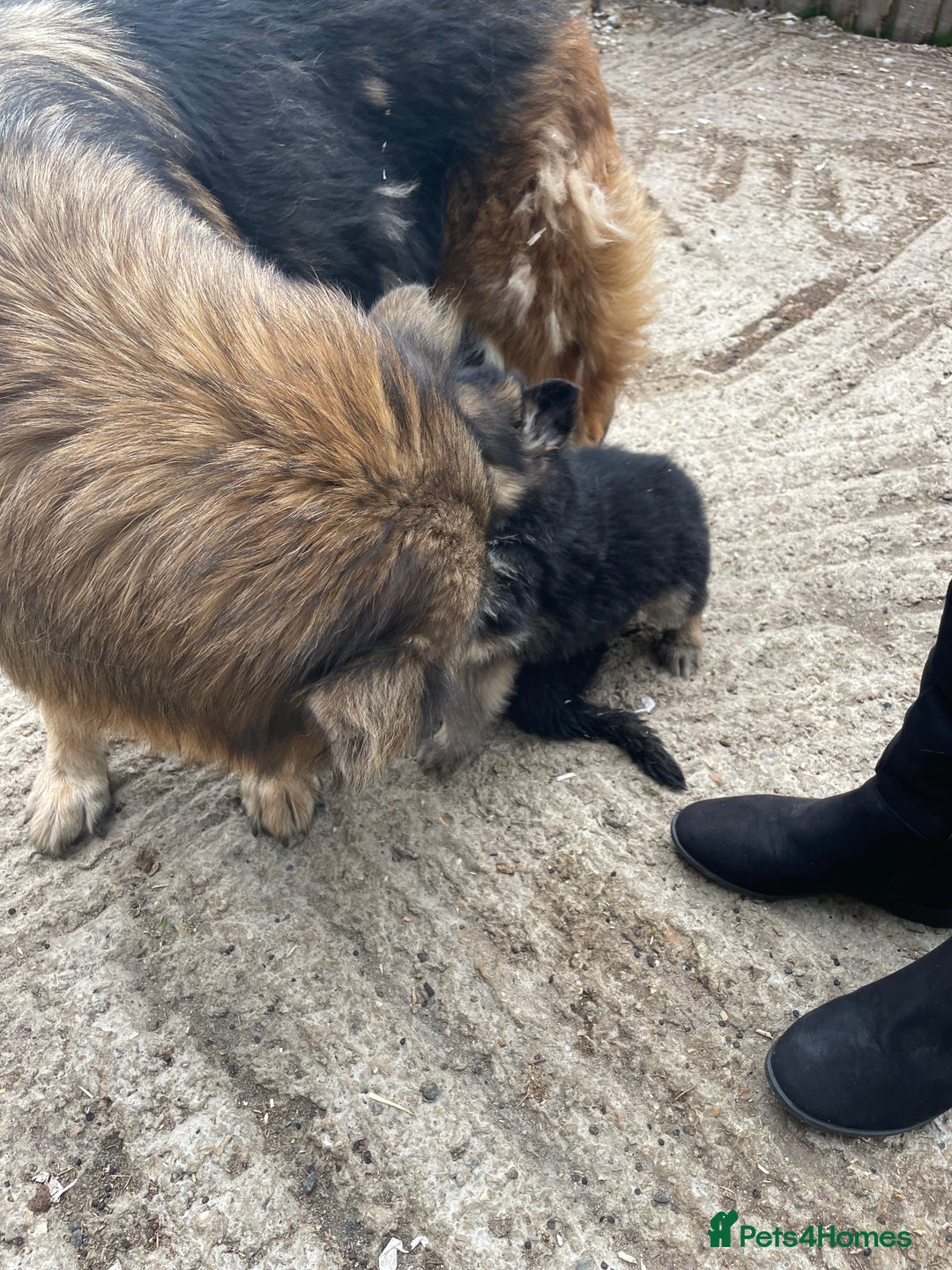German Shepherd dogs for sale: Stunning German shepherd pups  - Image 5