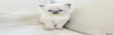 Ragdoll 1 yellow