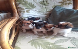 Jack Russell dogs for sale: Jack Russell  - Image 2