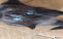 Mixed Breed cats for sale: Stunning long hair kittens for sale - Image 2