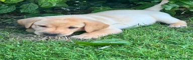 Labrador Retriever 6