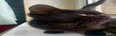 Mixed Breed Kitten 1