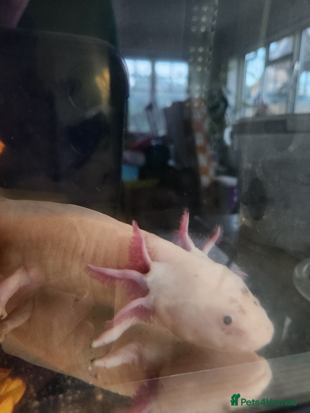Axolotl reptiles for sale: Sweet Male Axolotl - Advert 3