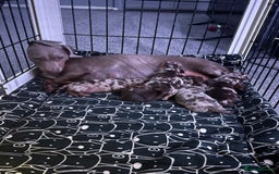Dachshund dogs for sale: Dapple Dachshund Puppies - Image 11
