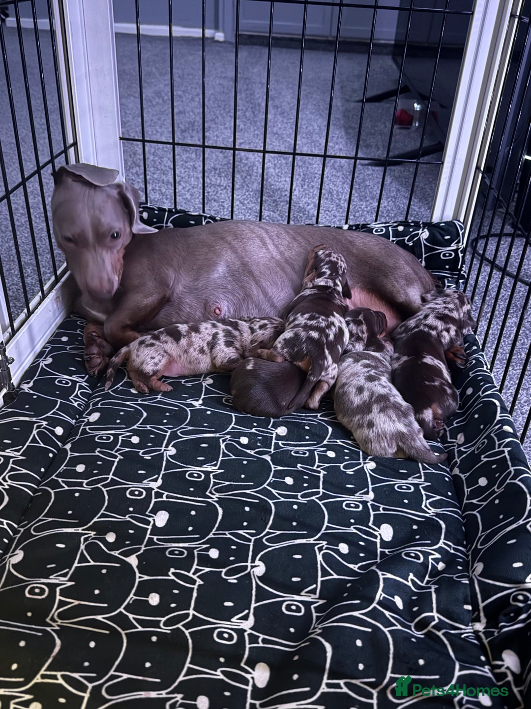 Dachshund dogs for sale: Dapple Dachshund Puppies - Image 11
