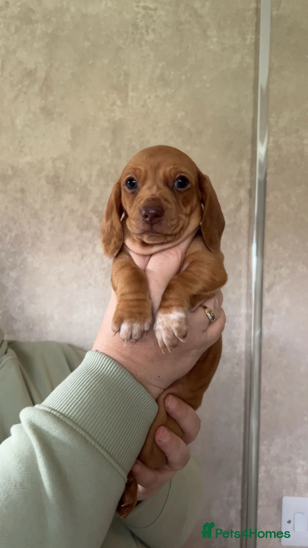 Dachshund dogs for sale: Dachshund Puppies - Advert 2