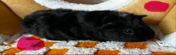 Guinea Pig rodents for sale: Baby Male & Female Guinea Pigs - Advert 4