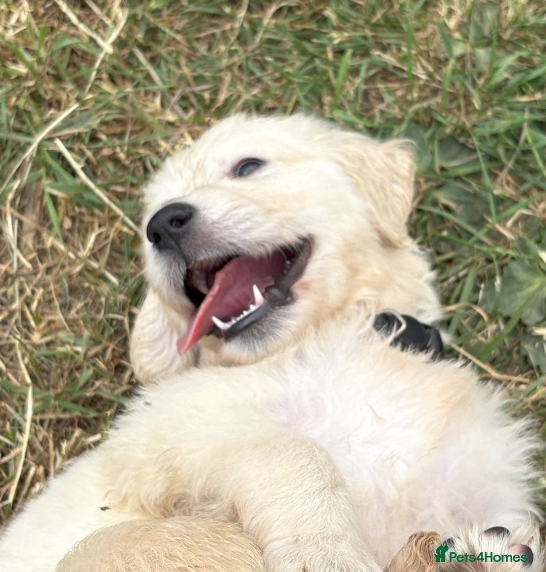 Golden Retriever dogs for sale: Fyffrind Meadow (Miss Purple)  - KC Reg. Goldies from a 5 Star Registered Breeder  - Image 11