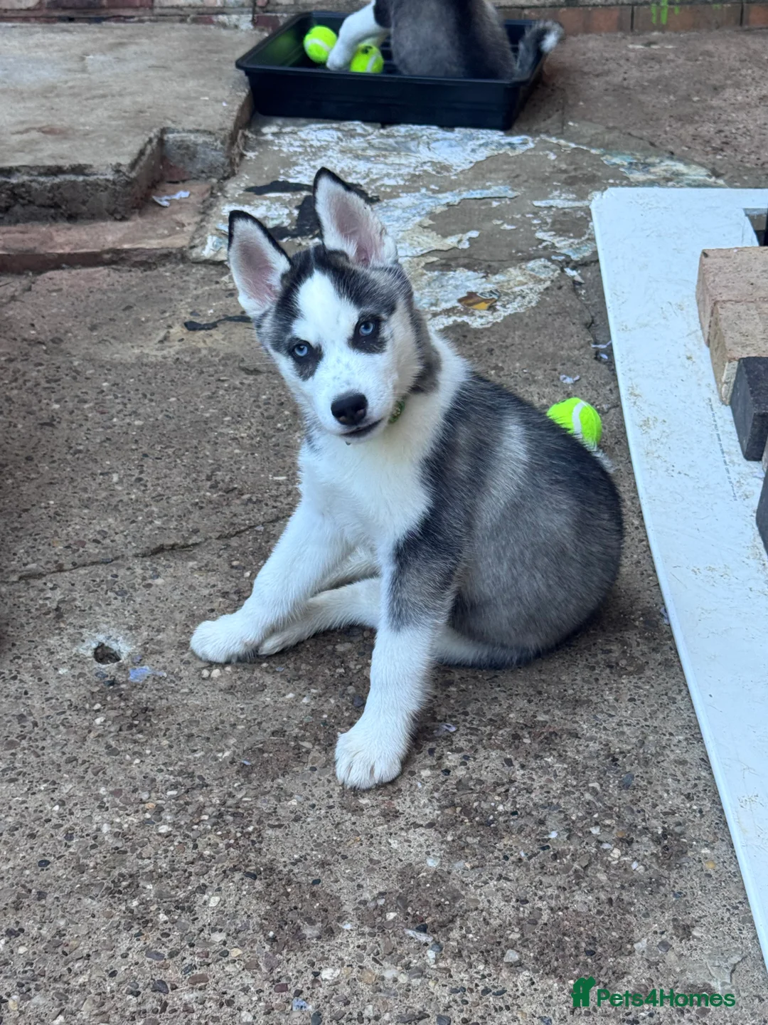 Siberian Husky dogs for sale: Puppies for sale - Advert 2