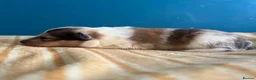 Shetland Sheepdog dogs for sale: Shetland Sheepdog Puppies  in Brough - Advert 14