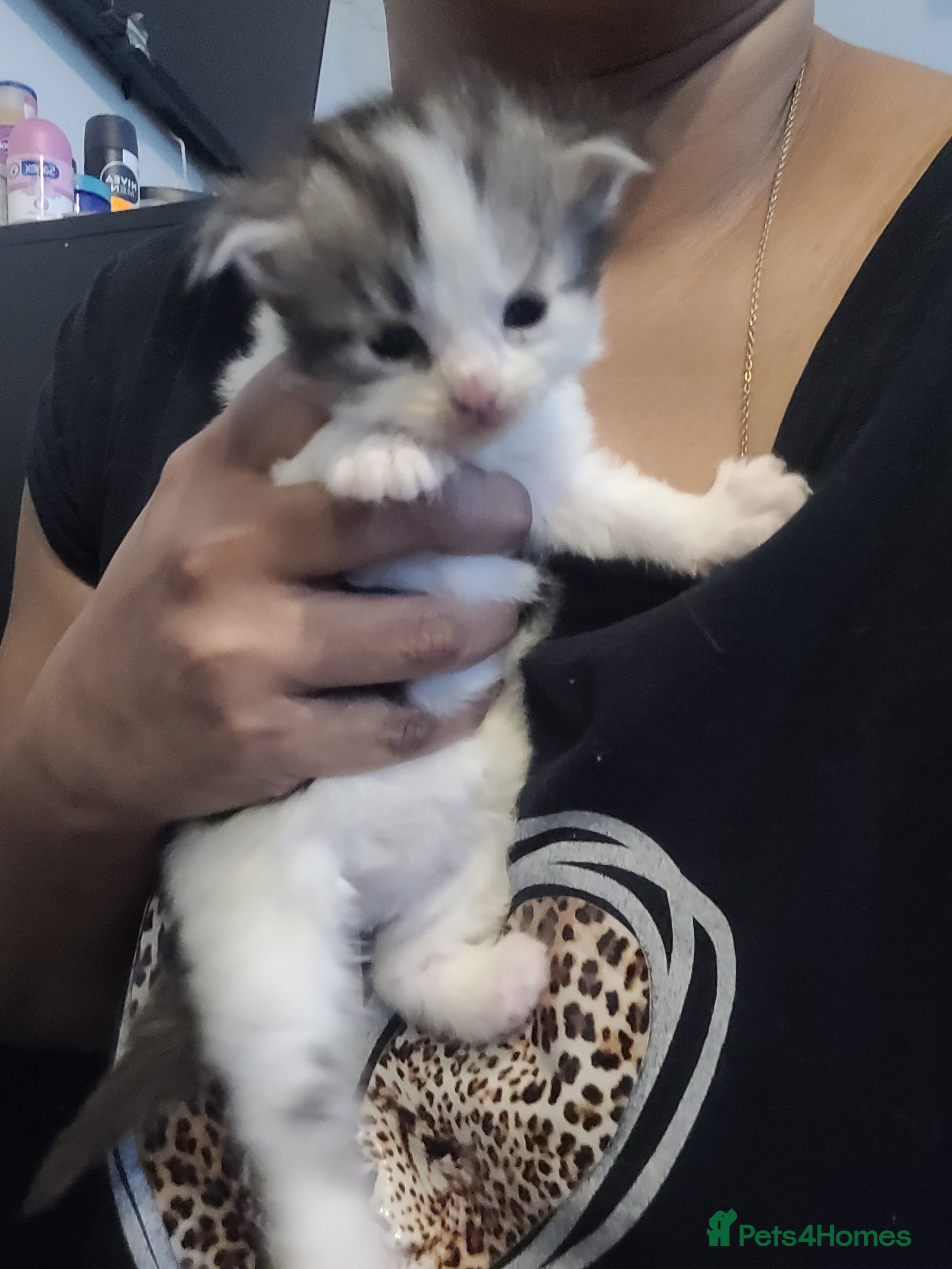 Mixed Breed cats Beautiful mixed breed kittens  - Advert 1