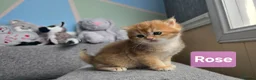 British Shorthair cats for sale: Pedigree golden British shorthair  - Advert 7