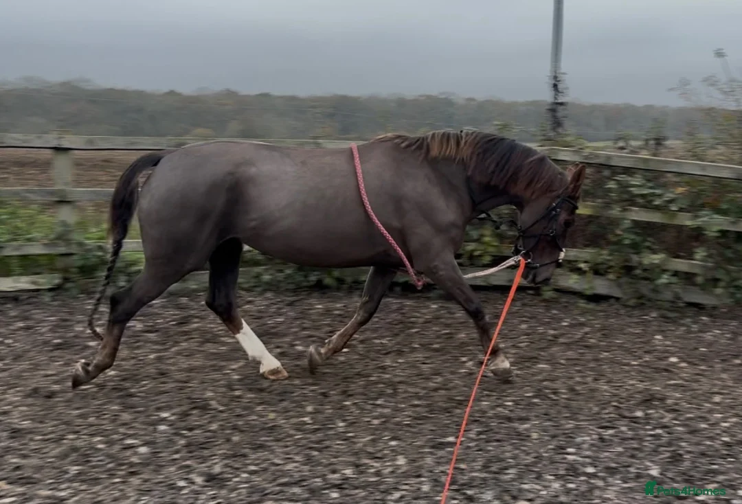 British Warmblood horses for sale: Project horse with HUGE potential - Advert 6