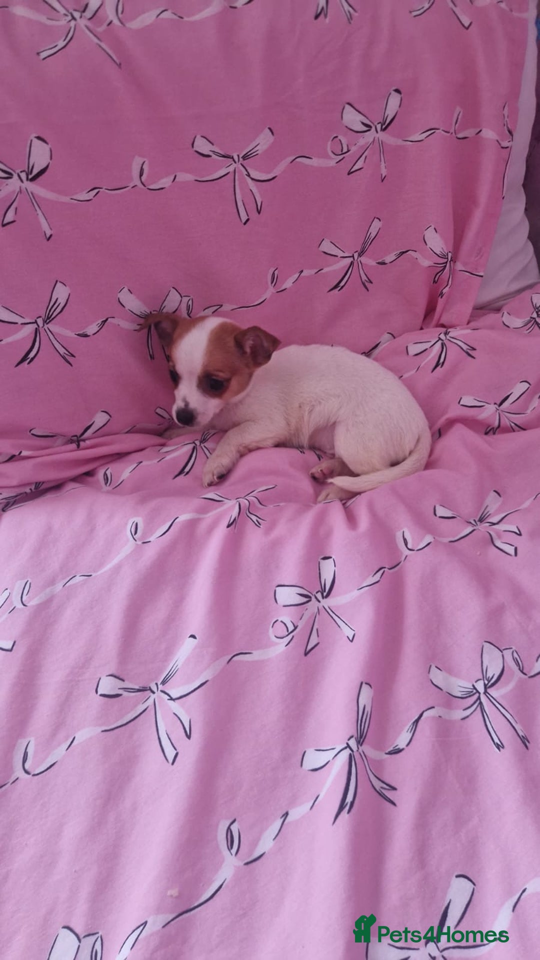 Chihuahua dogs for sale: Chihuahua puppies - Advert 9