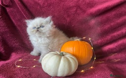 Persian cats for sale: 2 ULTRA AFFECTIONATE COLOURPOINT PERSIAN KITTENS  - Image 3