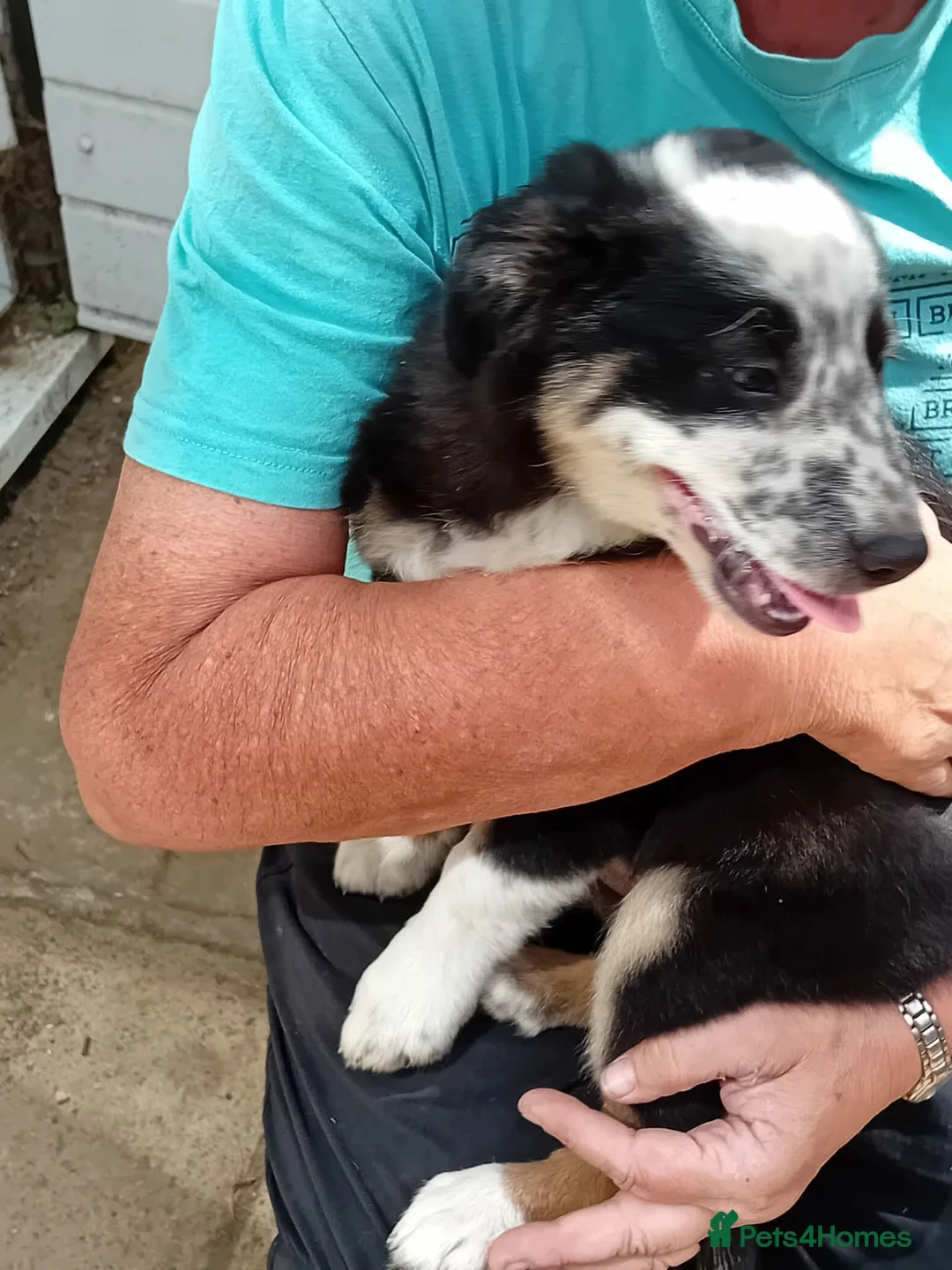 Border Collie dogs for sale: Bevy of Beautiful Border Collies in Worthing - Advert 10