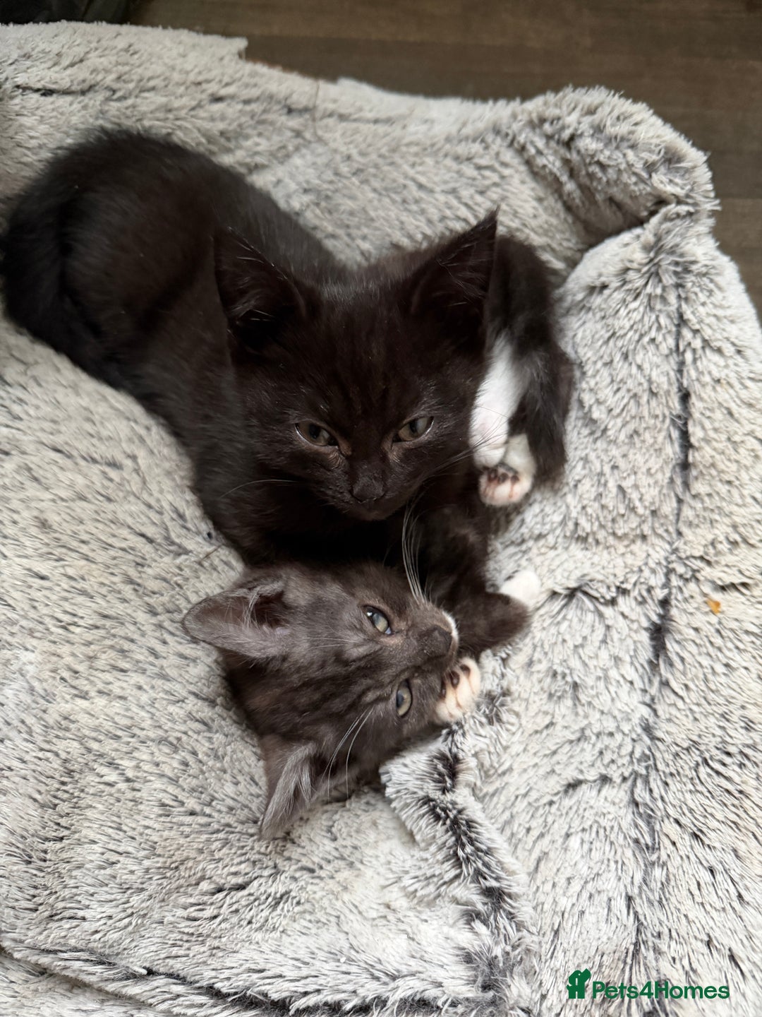 Mixed Breed cats for sale: 2 male kittens - Advert 3