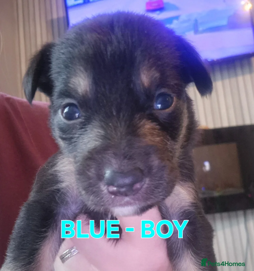 Mixed Breed dogs for sale: Kelpie x Collie Puppies - Advert 2