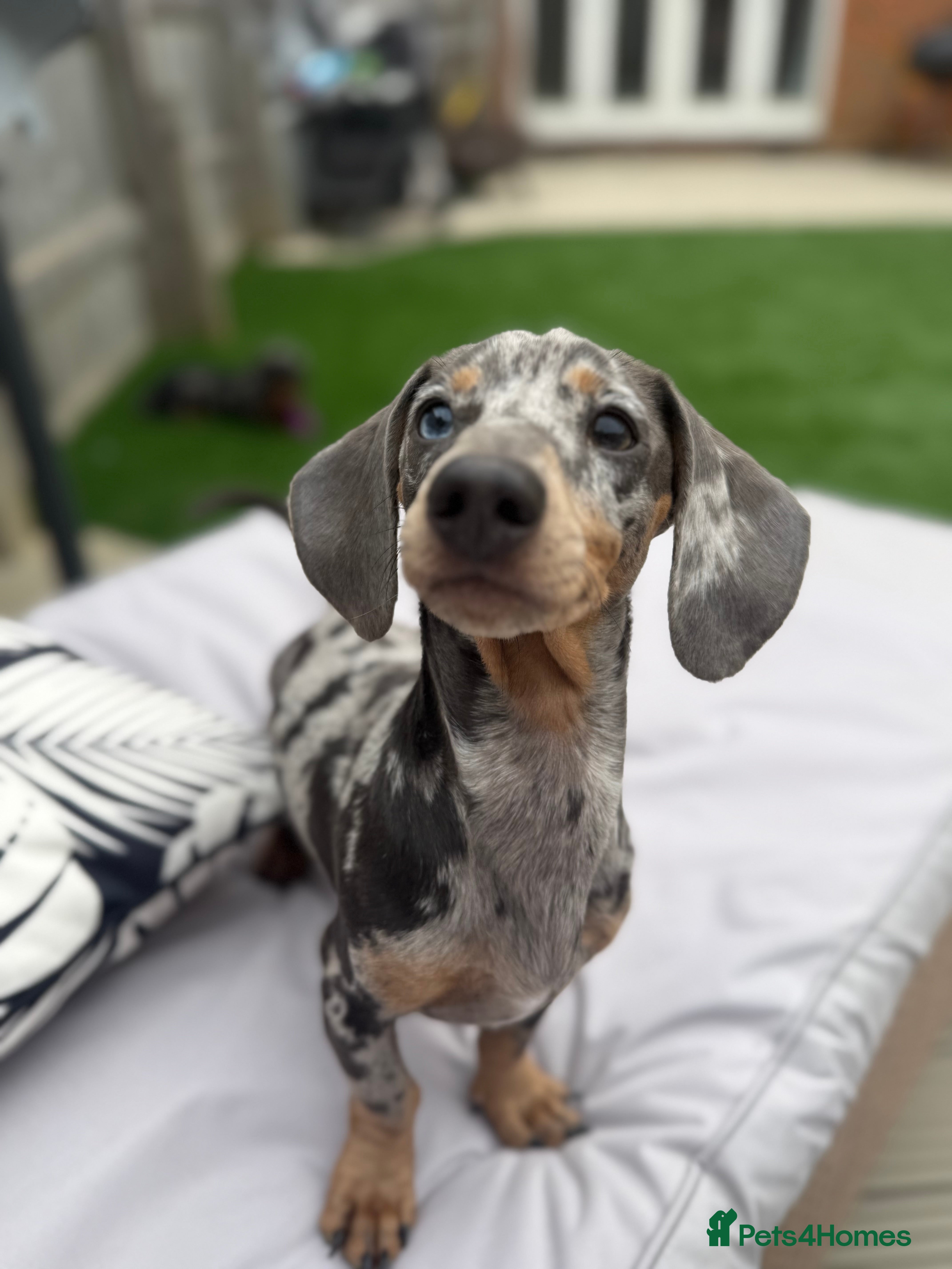 Miniature Dachshund dogs gorgeous george for stud  - Advert 18