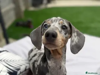 Miniature Dachshund dogs gorgeous george for stud - Advert 5